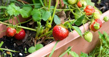 Comment Cultiver des Fraises Abondamment ?