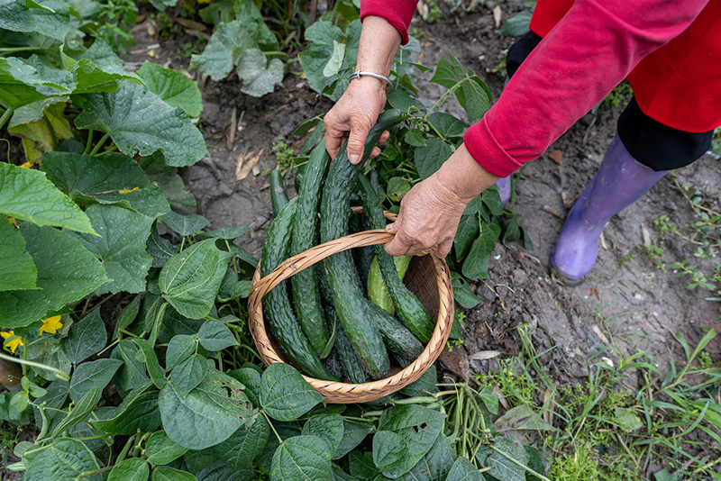 Cultivez-vous des Concombres en Pots? Astuces pour les Faire Prospérer dans un Petit Espace