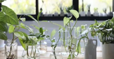 La plante d’aluminium la plante d'intérieur facile d'entretien que vous auriez dû adopter dès hier