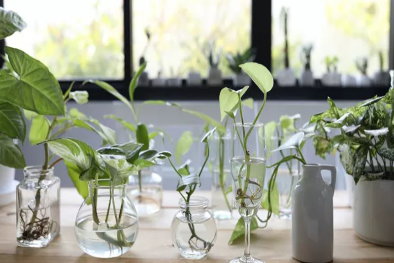 La plante d’aluminium la plante d'intérieur facile d'entretien que vous auriez dû adopter dès hier