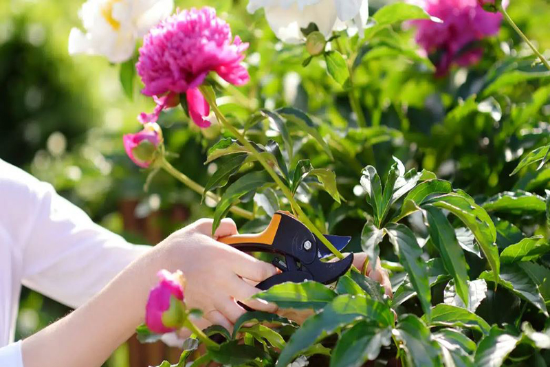 Pour Assurer de Nouvelles Fleurs, Taillez Toujours vos Pivoines Correctement