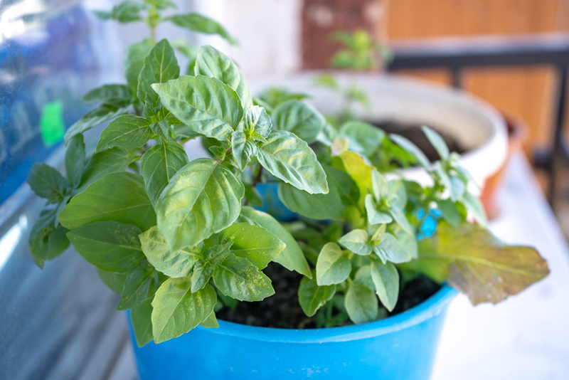 Pourquoi Prévenir la Floraison du Basilic est Essentiel pour les Gourmets, Conseillent les Jardiniers