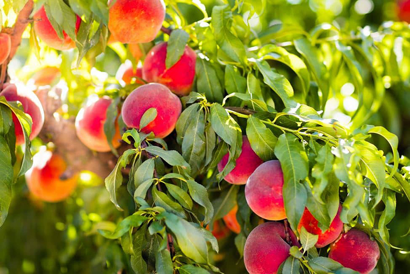 12 arbres fruitiers à croissance rapide pour une récolte délicieuse en un rien de temps