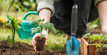 Ne Plantez Jamais Votre Potager à Ces 8 Endroits Inadéquats (Découvrez Où le Cultiver)