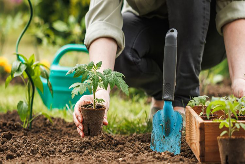 Ne Plantez Jamais Votre Potager à Ces 8 Endroits Inadéquats (Découvrez Où le Cultiver)