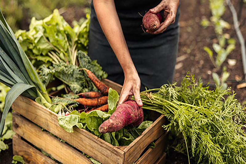 7 Astuces Étonnamment Simples pour Récolter Davantage de Légumes Dans Votre Jardin Estival