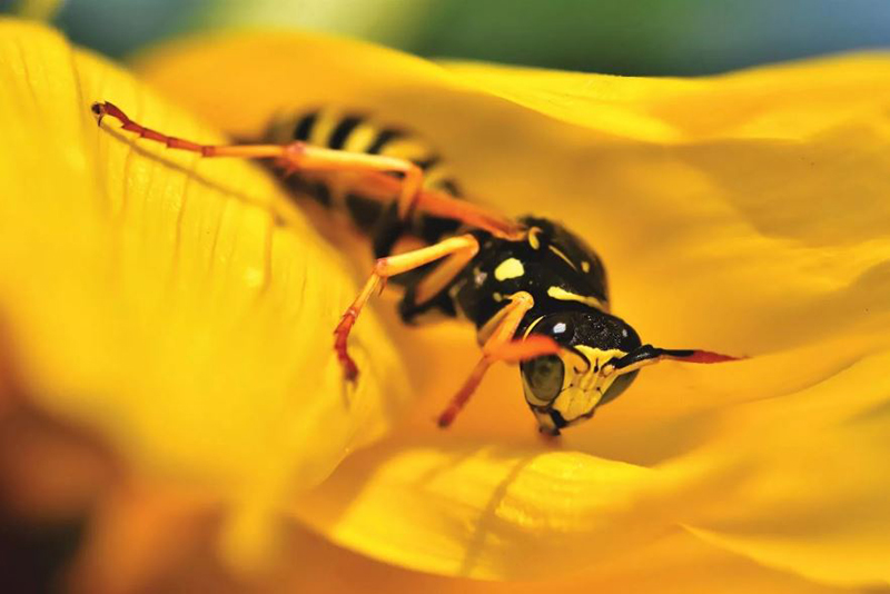 8 raisons insoupçonnées qui attirent les guêpes dans votre jardin (et comment les éloigner rapidement)