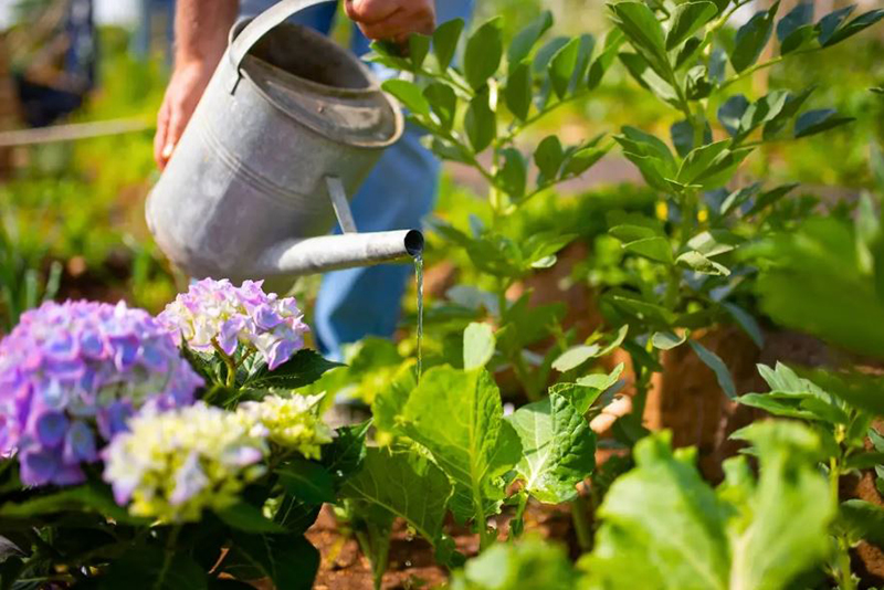 À quelle fréquence arroser vos roses pour des floraisons éclatantes selon les experts du jardinage