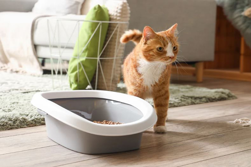 Cette routine simple en 4 étapes garde mon appartement de 3 chats sans odeur de litière