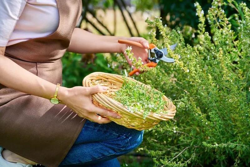 Comment Récolter le Thym pour Favoriser une Repousse Plus Dense et Vigoureuse
