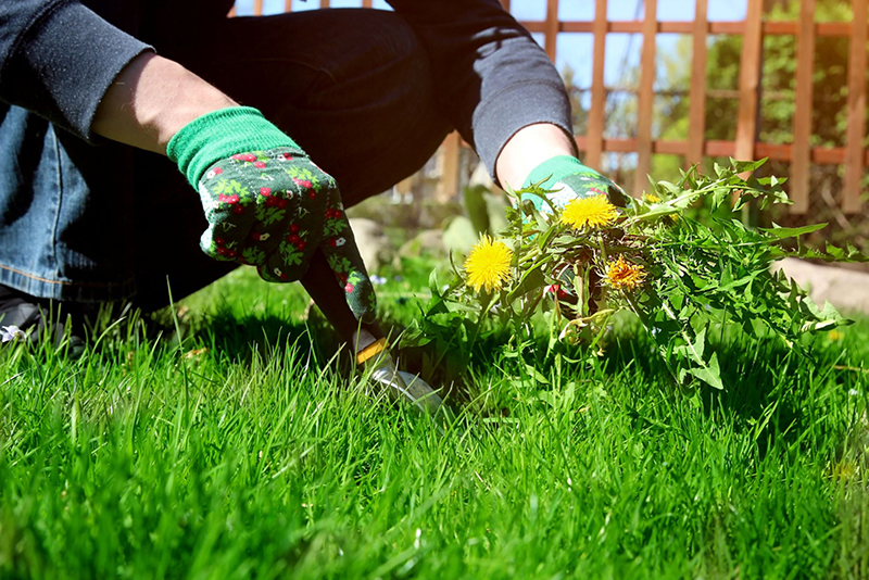 Éliminez l'Herbe aux Fous Rapidement Avant Qu'elle N'envahisse Votre Jardin 1