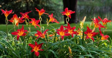 Jardiniers avertissent - dernières opportunités pour diviser vos hémérocalles et comment procéder