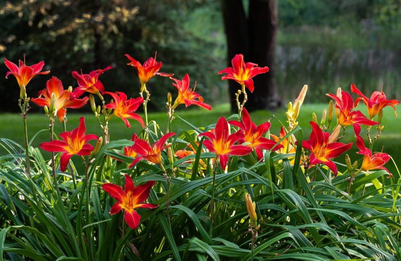 Jardiniers avertissent - dernières opportunités pour diviser vos hémérocalles et comment procéder