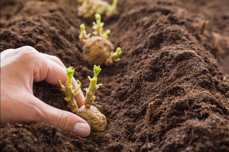 La méthode astucieuse de la pomme de terre pour faire pousser des boutures de rose facilement selon un jardinier