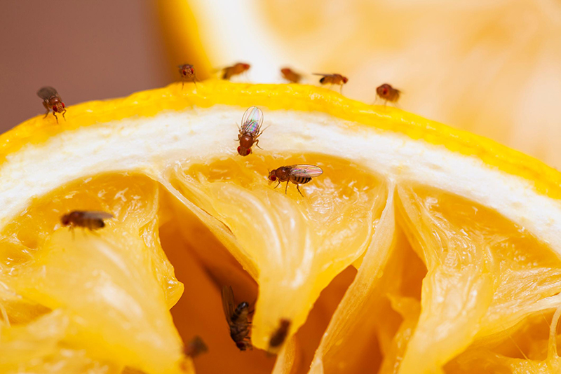 Les experts en nuisibles avertissent le vinaigre ne suffit pas contre les moucherons — découvrez quoi utiliser à la place