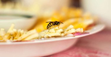 4 méthodes simples pour éloigner les guêpes rapidement et prévenir leur retour