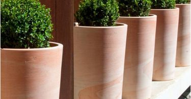 4 plantes à ne jamais planter dans un pot en terre cuite