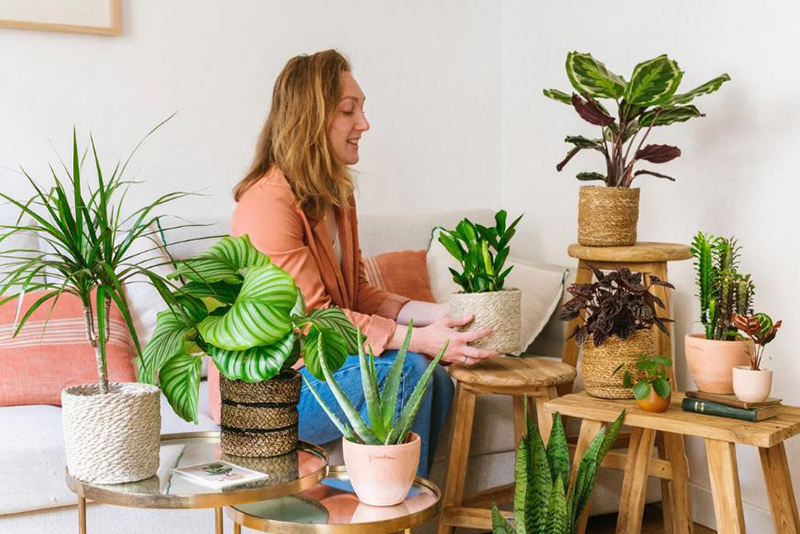 5 Techniques d'Experts pour Éviter à Vos Plantes d'Intérieur de Pencher en Poussant