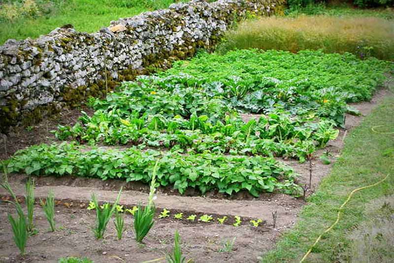 6 Astuces Ingénieuses pour Camoufler les Inesthétiques de Votre Jardin Sans Ruiner Votre Budget, Selon des Designers