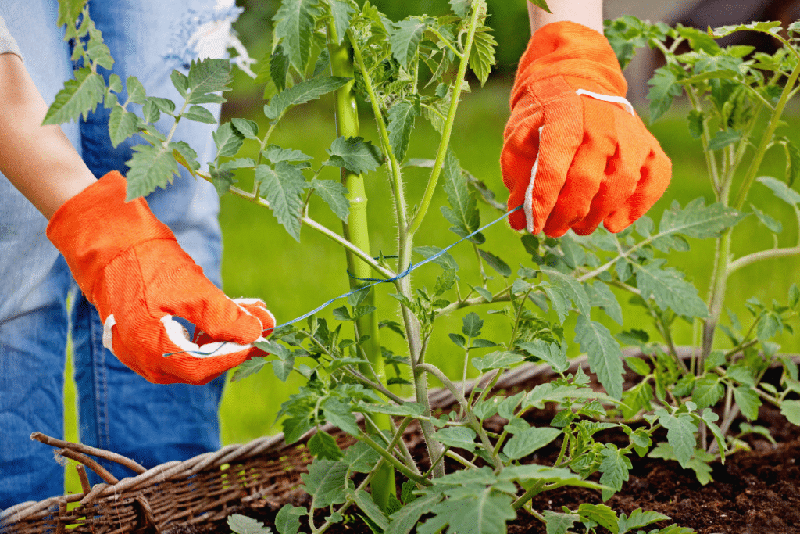 6 Erreurs Courantes Lors de l'Installation de Tuteurs pour Vos Plantes et Comment Éviter le Fléau