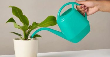 6 raisons pour lesquelles nos plantes d'intérieur ne prospèrent pas