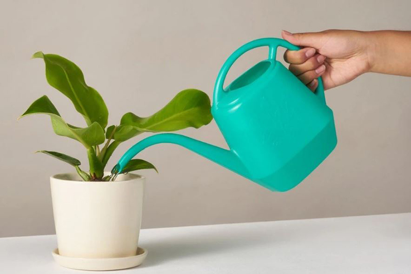 6 raisons pour lesquelles nos plantes d'intérieur ne prospèrent pas