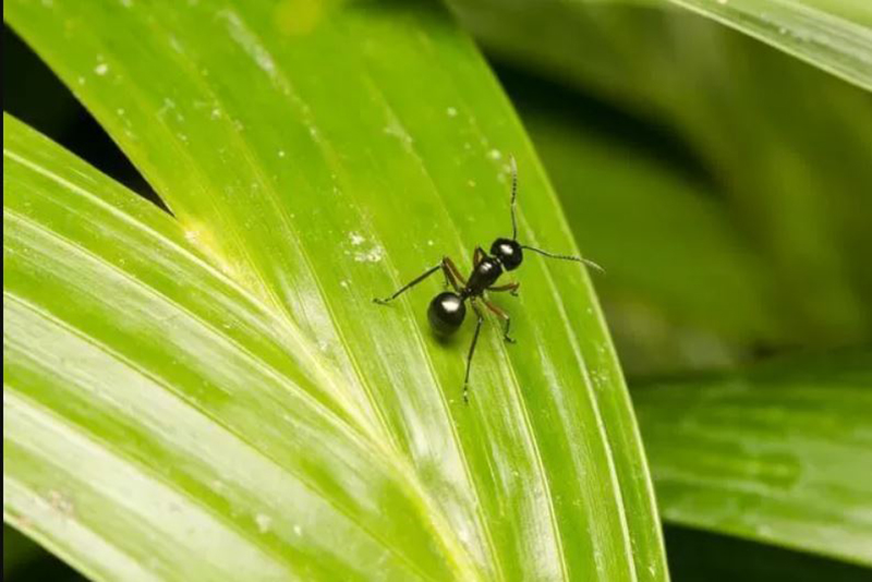 7 astuces efficaces pour éliminer les fourmis de vos plantes en pot et les empêcher de revenir