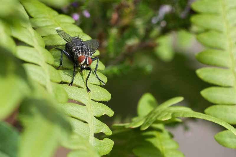 8 plantes pour éloigner moustiques et mouches !