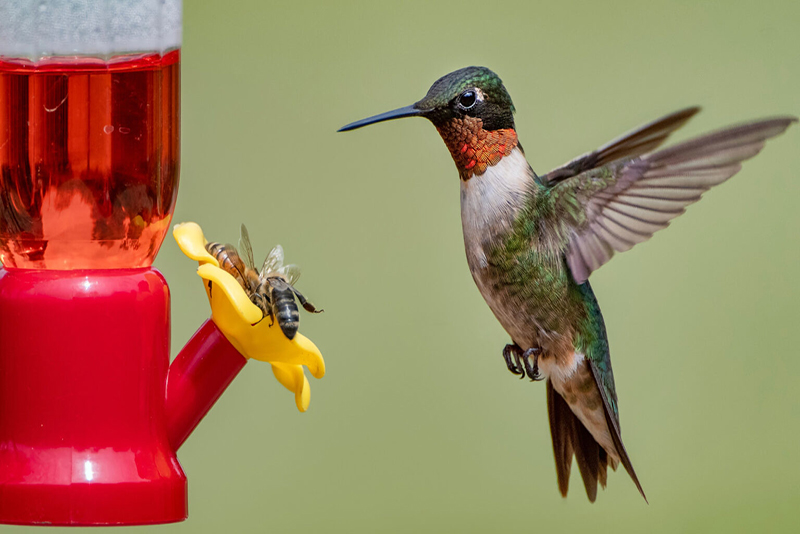 9 Astuces Faciles pour Éloigner les Abeilles de Votre Mangeoire à Colibris Sans Leur Nuire