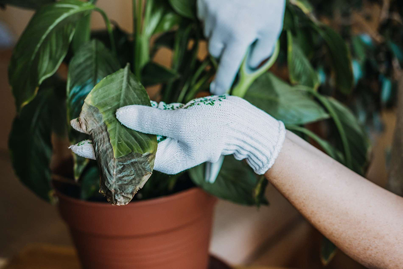 Attention à ces envahisseurs sournois 7 parasites de plantes d'intérieur à surveiller cet été