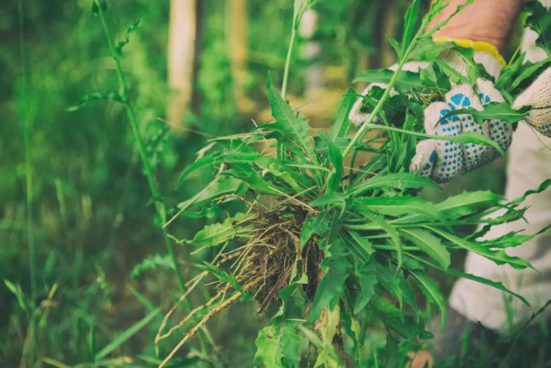 Comment Gérer l'Invasion des Mauvaises Herbes de Vos Voisins dans Votre Jardin