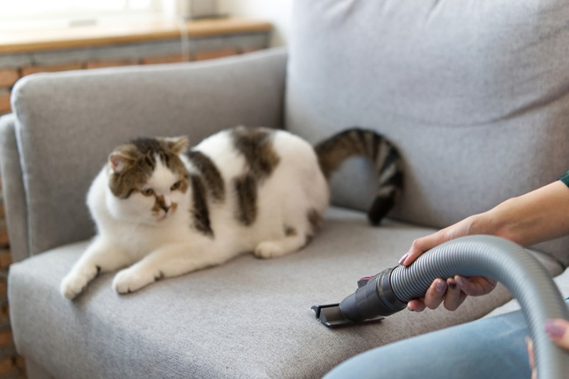 Enfin un Été sans Poils d'Animaux à la Maison 6 Astuces Recommandées par les Experts du Nettoyage