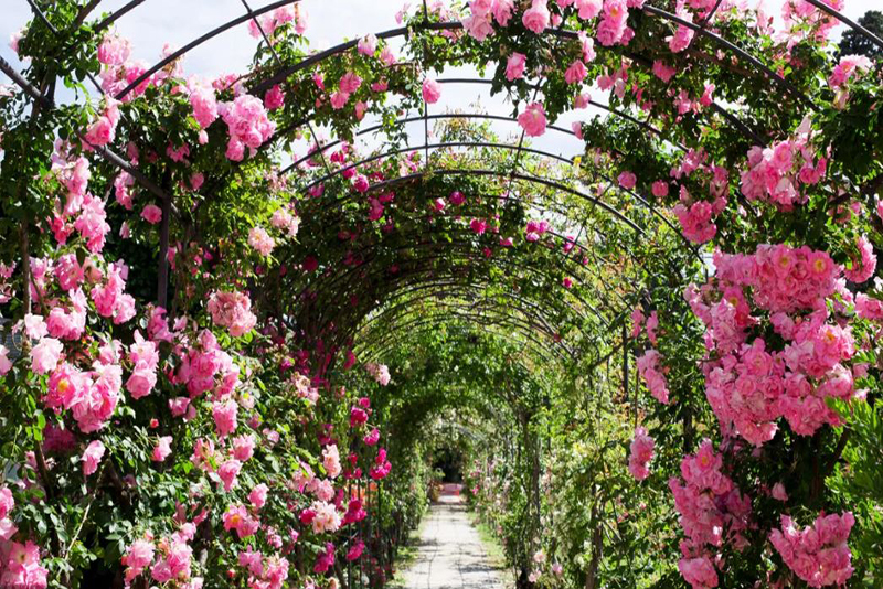 La rose la plus prisée au monde vous conviendrait-elle pour votre jardin