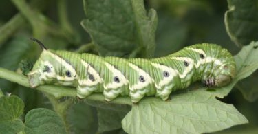 Laissez les chenilles du sphinx de la tomate tranquilles découvrez pourquoi les experts recommandent de ne pas les éliminer