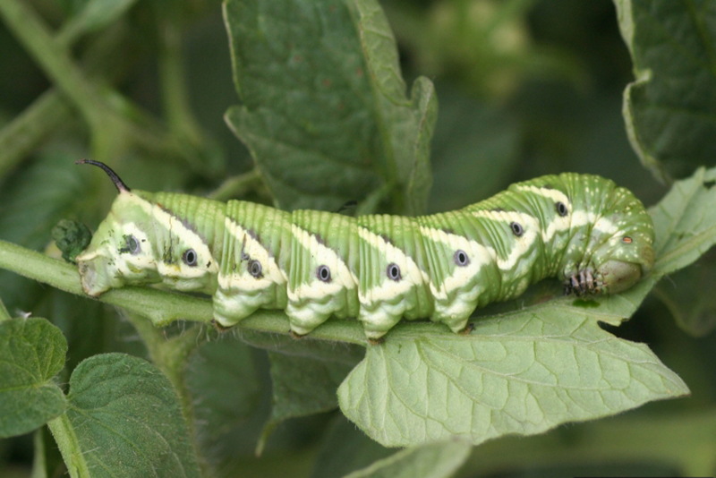 Laissez les chenilles du sphinx de la tomate tranquilles découvrez pourquoi les experts recommandent de ne pas les éliminer