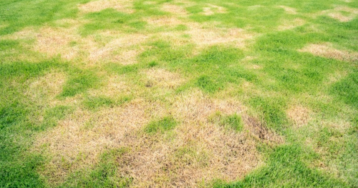 Pourquoi des plaques brunes apparaissent sur votre pelouse