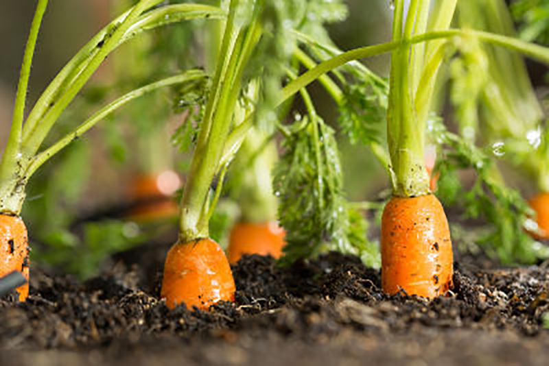 10 légumes à planter en août pour une magnifique récolte d'automne