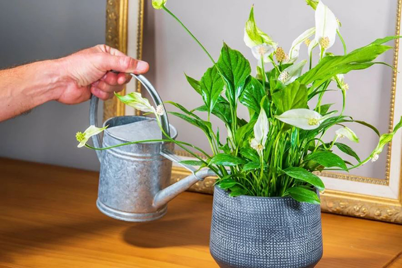 7 raisons pour lesquelles votre Spathiphyllum s'affaisse et comment raviver votre plante