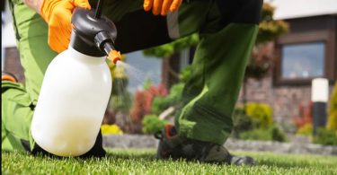 9 Mauvaises Herbes à Éliminer Rapidement Avant qu'elles ne Se Propagent