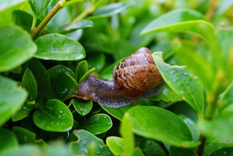 Ce Ravageur Négligé Peut Dévaster Votre Jardin... Mais La Solution Se Trouve Peut-Être Dans Votre Cuisine !