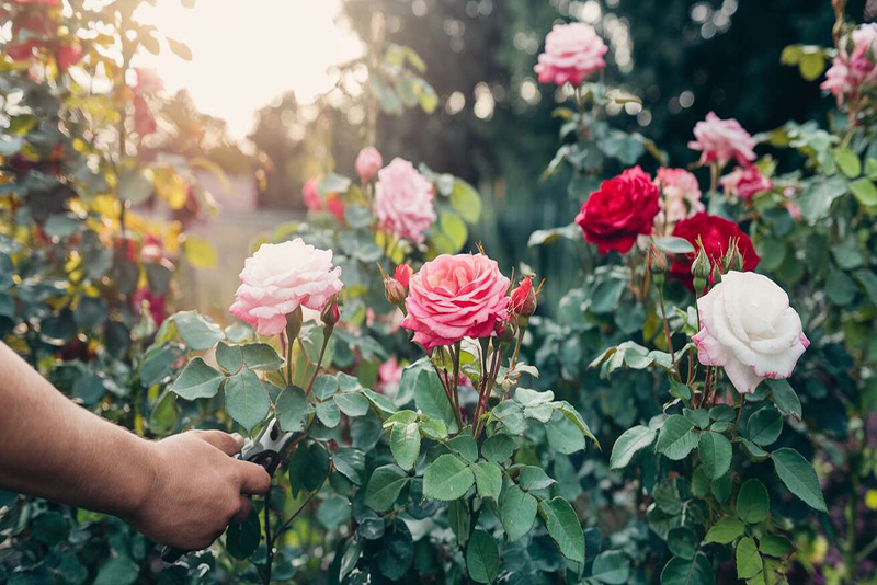 Envie de Roses Plus Éclatantes l'Année Prochaine Les Jardiniers Révèlent que Cette Astuce Fait Toute la Différence