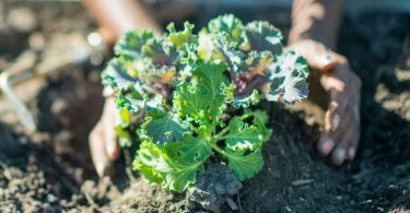 Le Moment Idéal pour Planter le Kale pour une Récolte d'Automne – Conseils et Astuces