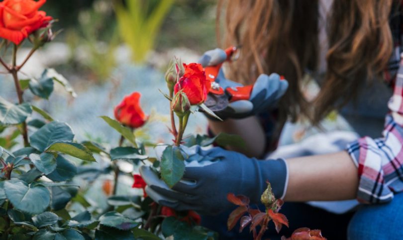 Les peaux de banane sont-elles vraiment bénéfiques pour fertiliser vos roses
