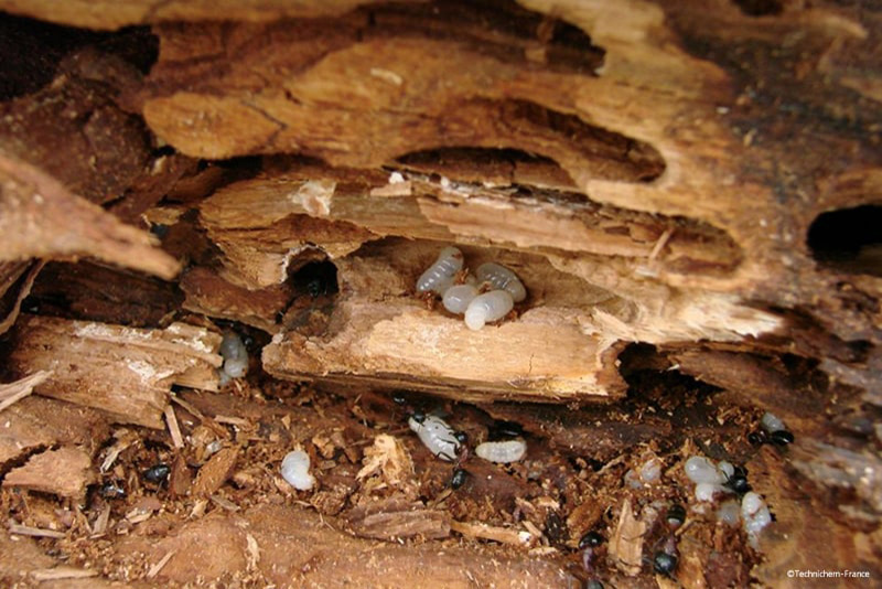 Nous avons analysé 25 traitements anti-termites DIY, voici les 7 solutions incontournables