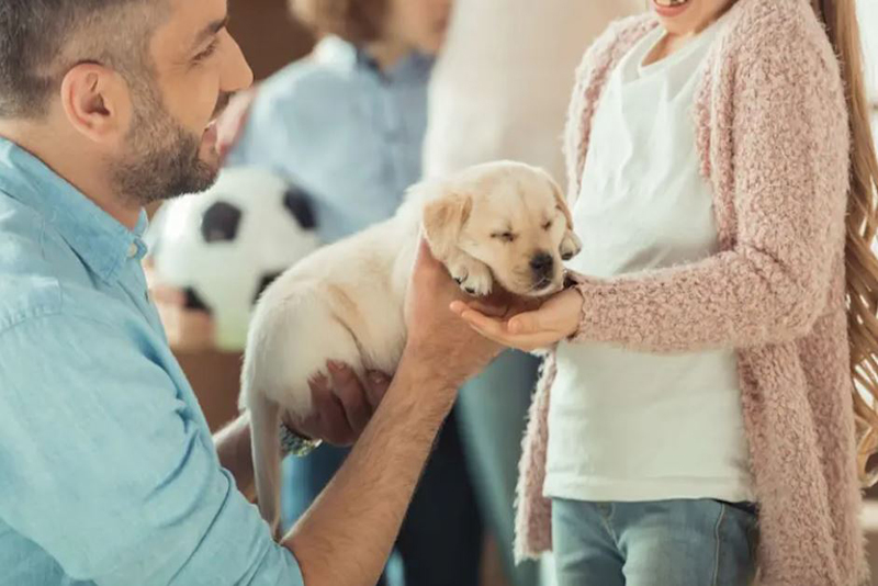 Préparez votre Maison pour Accueillir un Chien Les Étapes Essentielles