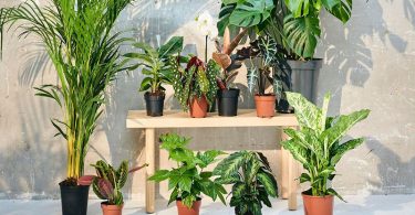 Votre Jardin Est-il en Désordre Après les Vacances Il n'est Peut-être Pas Trop Tard pour le Sauver