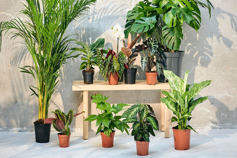 Votre Jardin Est-il en Désordre Après les Vacances Il n'est Peut-être Pas Trop Tard pour le Sauver
