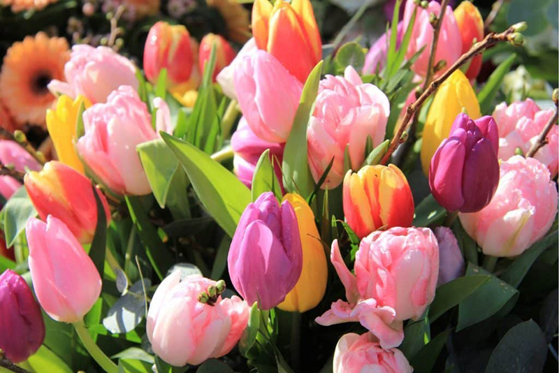 7 Bulbes à Planter en Septembre Pour un Jardin de Printemps Éblouissant
