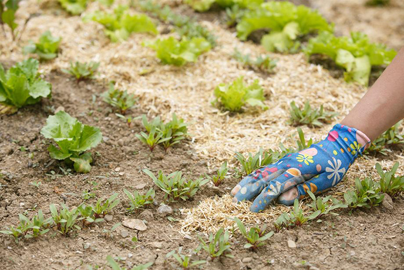 Envie d'éviter le désherbage d'automne Voici les conséquences selon les experts jardiniers