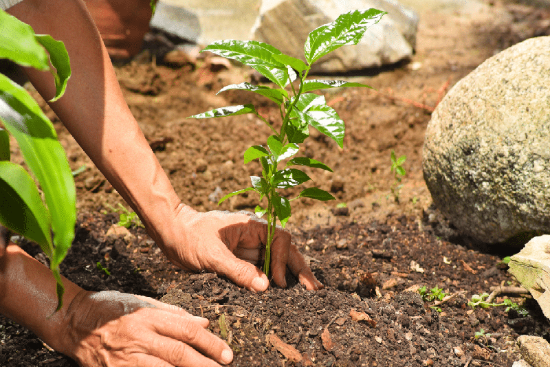 Experts révèlent Meilleure saison pour planter des arbres fruitiers, automne ou printemps